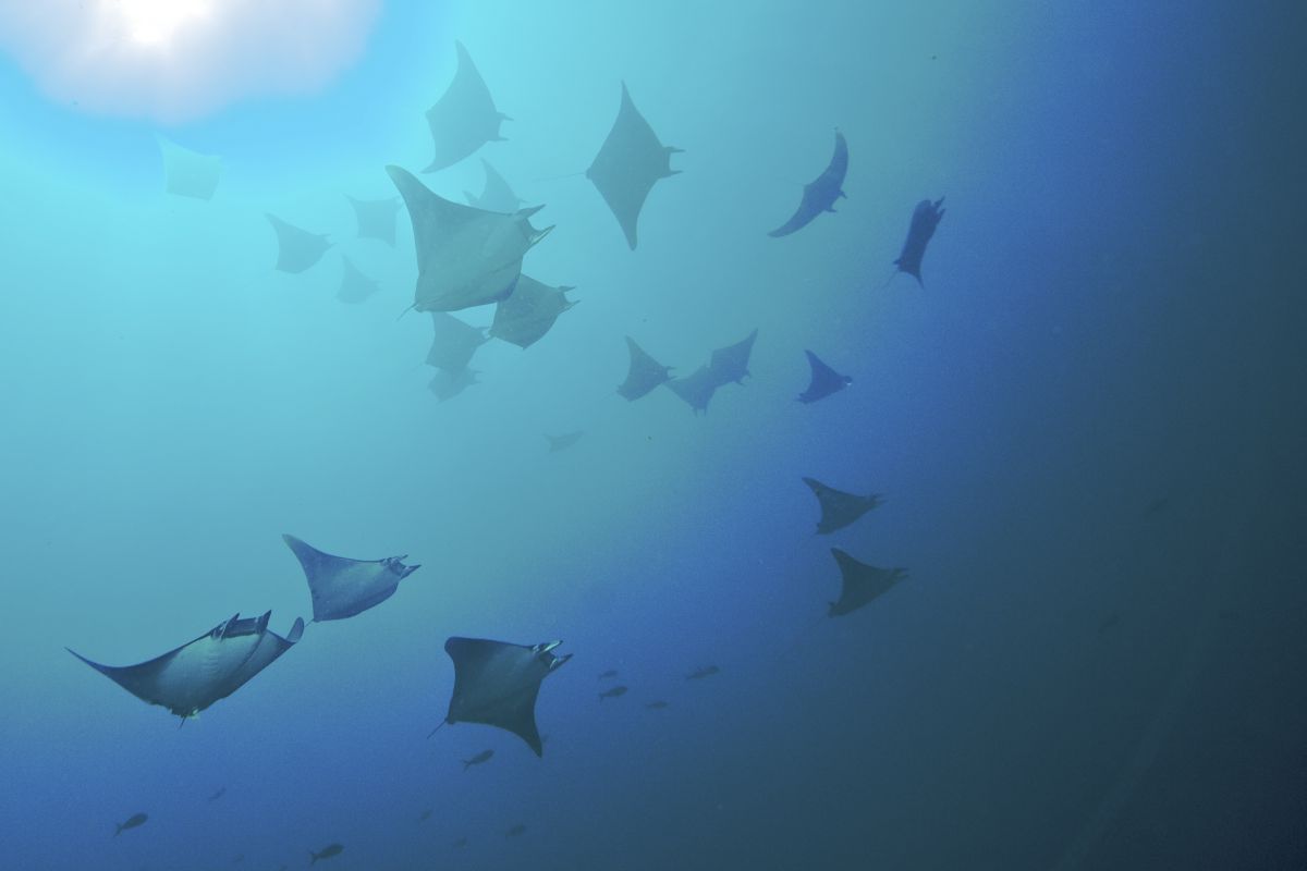School of manta ray in the Galapagos