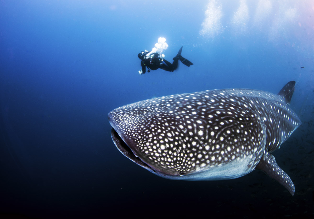 Whale shark and diver in the Galapagos