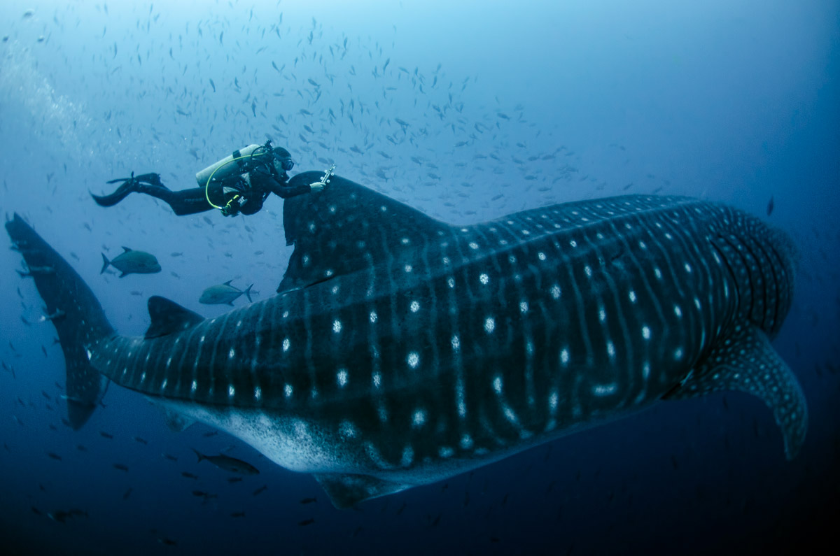 Whale shark and diver in the Galapagos
