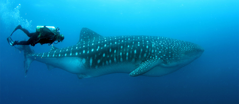 Whale shark in the Galapagos