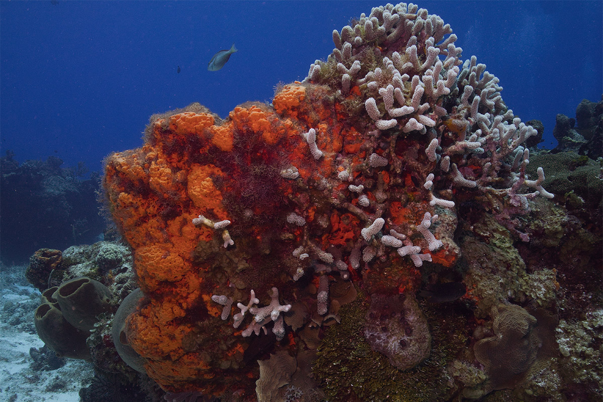 Coral reef in Cozumel, Mexico. Image by Jo Charter