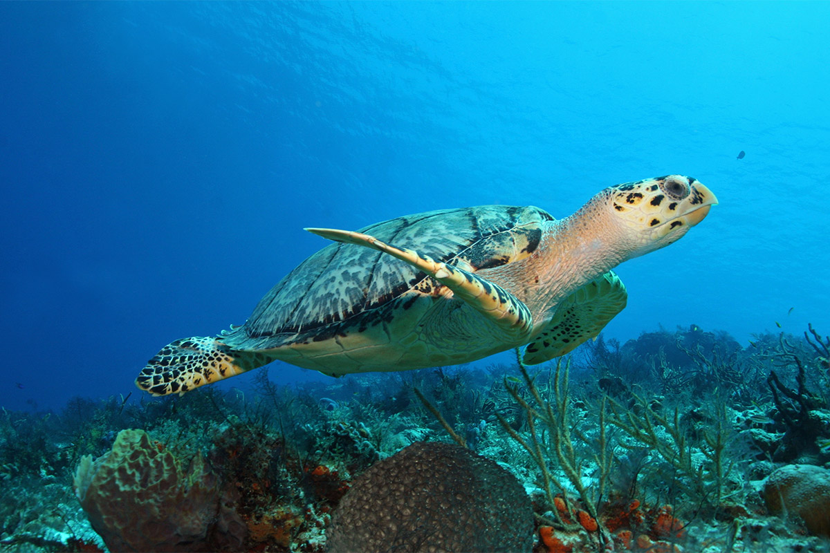Hawksbill turtle in Cozumel, Mexico