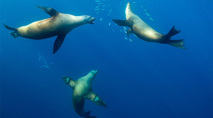 Sealions in Magdalena Bay, Mexico