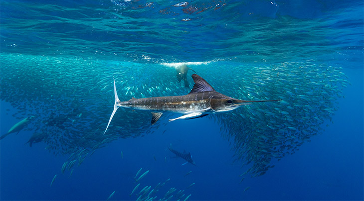 Striped marlin in Magdalena Bay, Mexico