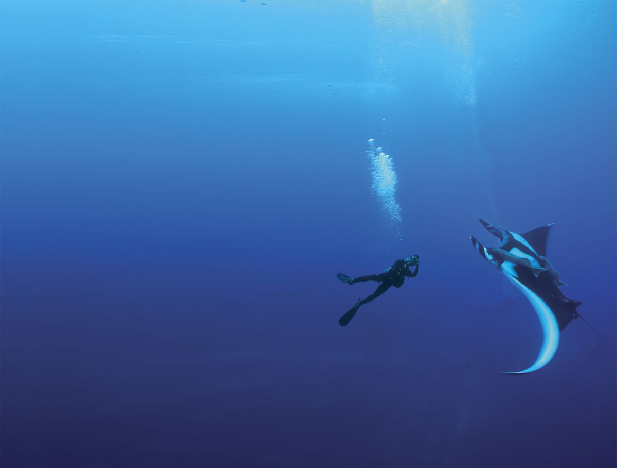 Diver and manta ray in Socorro