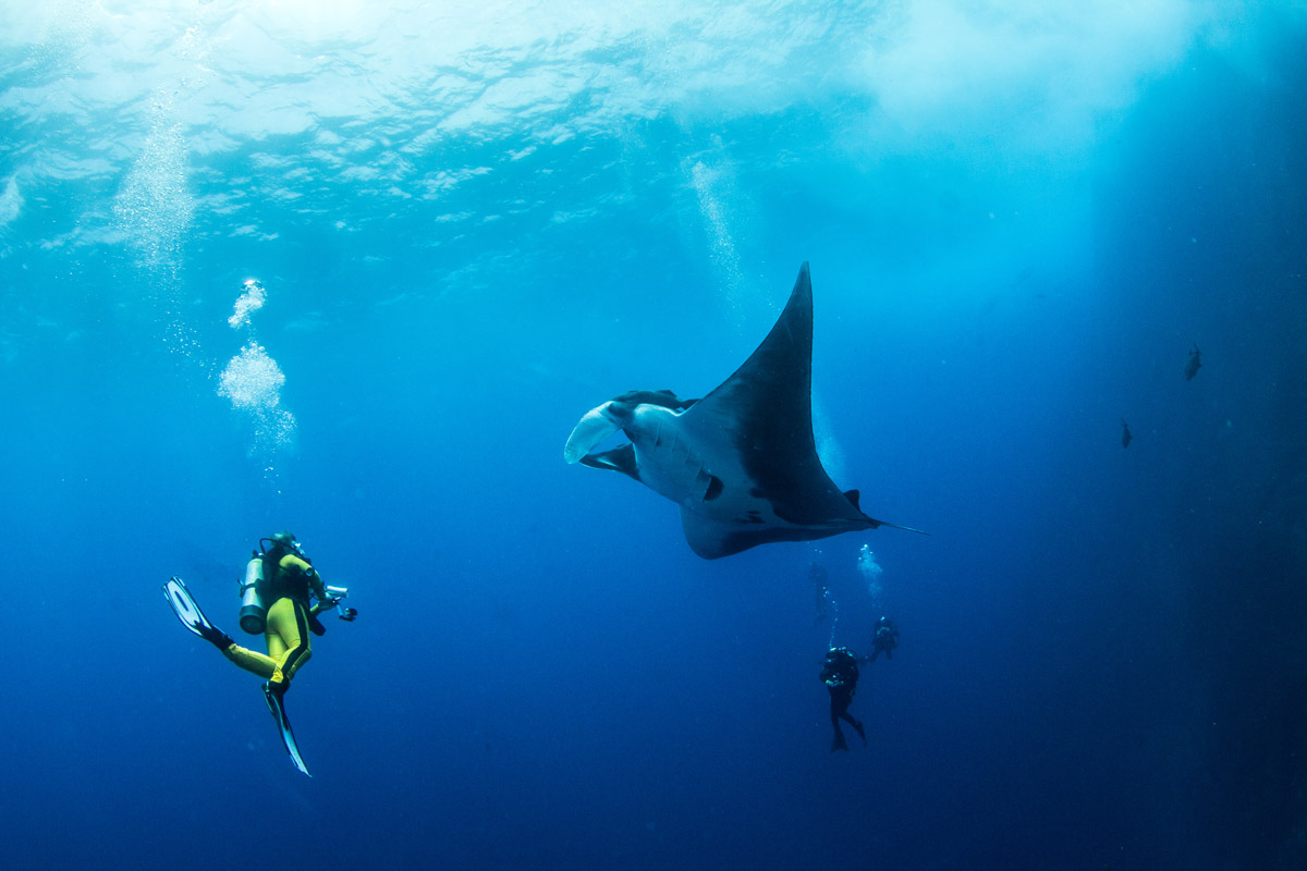 Manta ray and diver in Socorro, Mexico