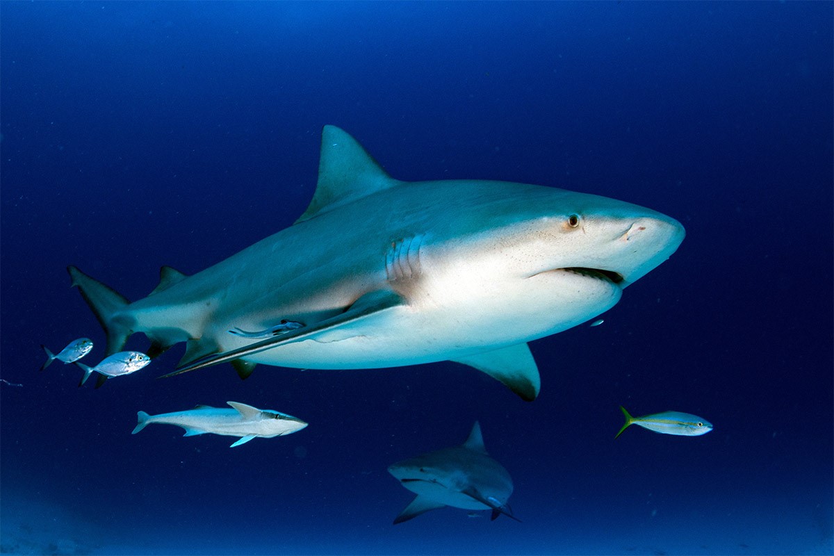 Bull shark in Riviera Maya, Mexico