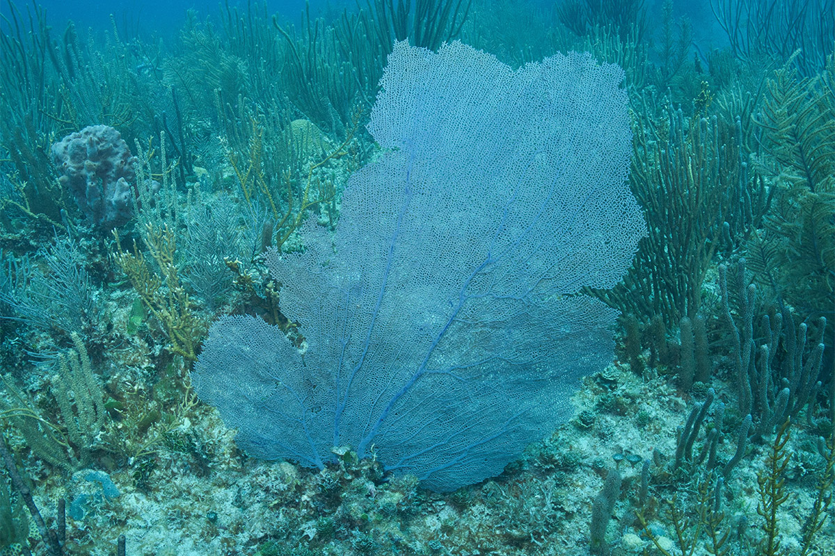 Gorgonian sea fan in Riviera Maya, Mexico. Image by Jo Charter