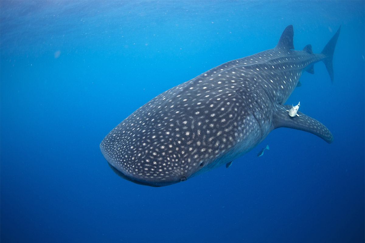 Whale shark in Riviera Maya, Mexico