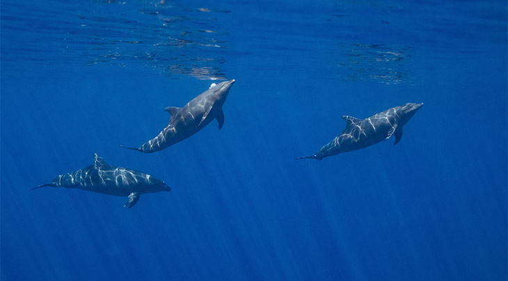 Dolphins in the Sea of Cortez