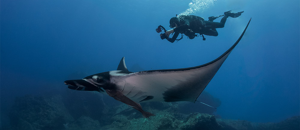 Manta ray and diver in Socorro