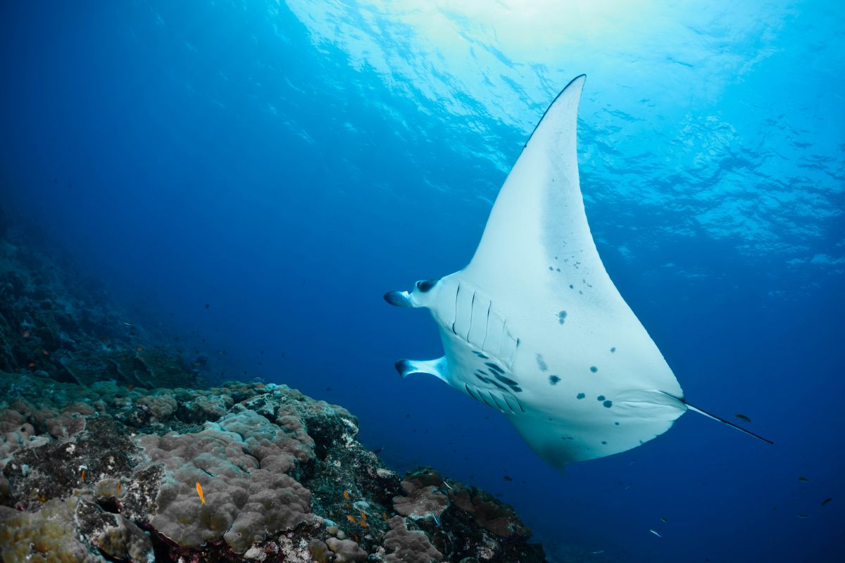Manta ray in the Maldives