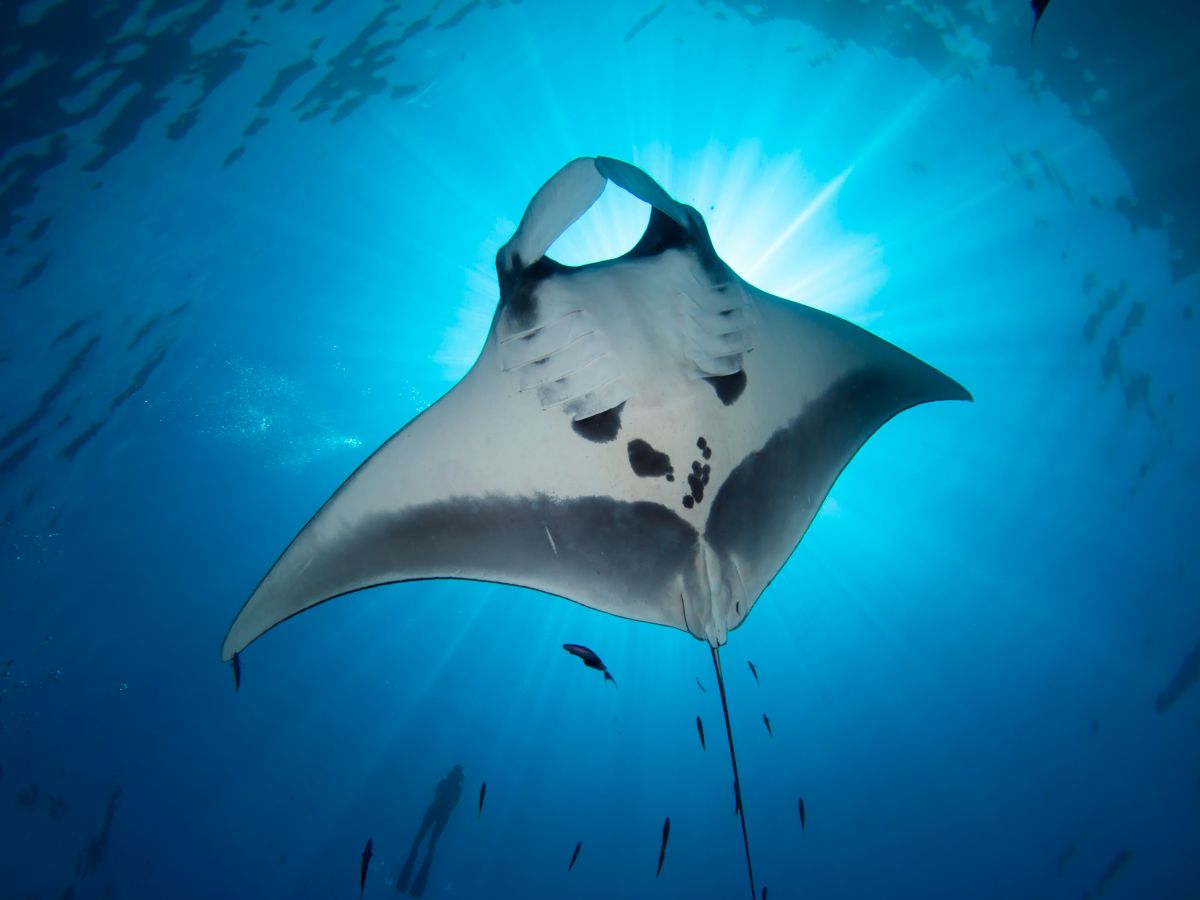 Manta ray in Thailand