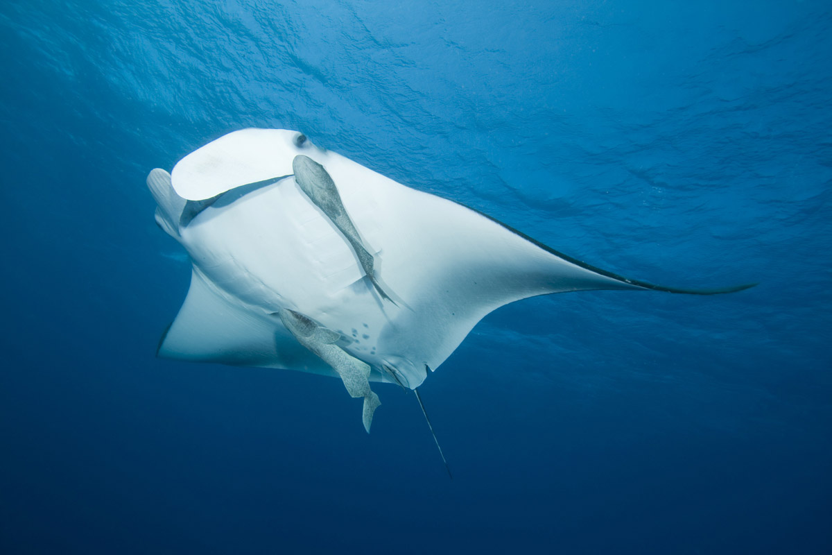 Manta ray underwater
