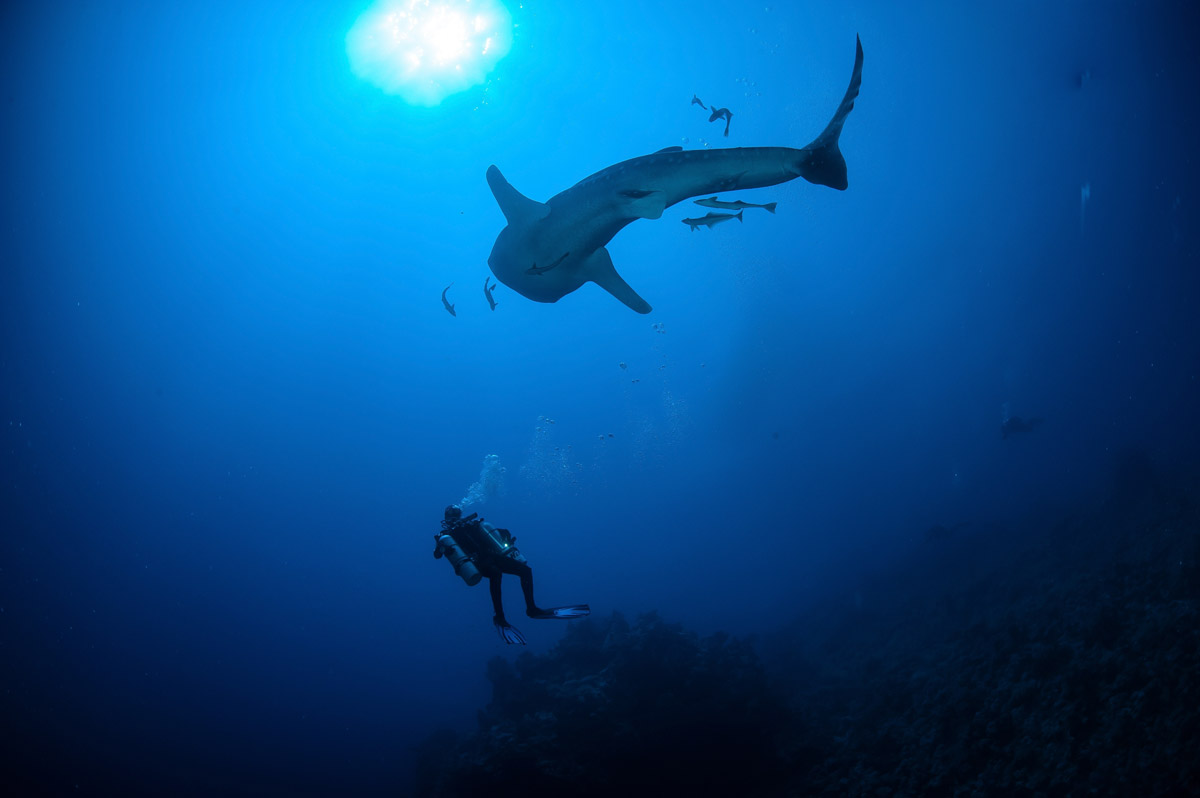 Whale shark in Egypt