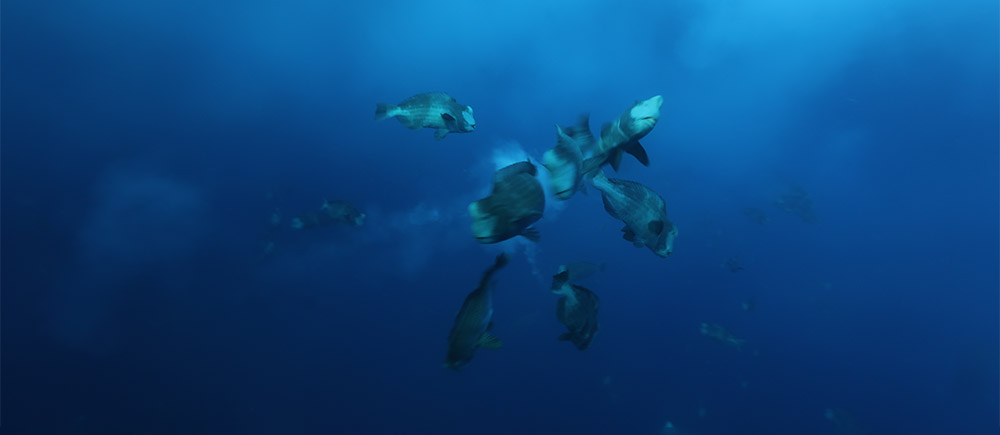 Bumphead parrotfish spawning in Palau