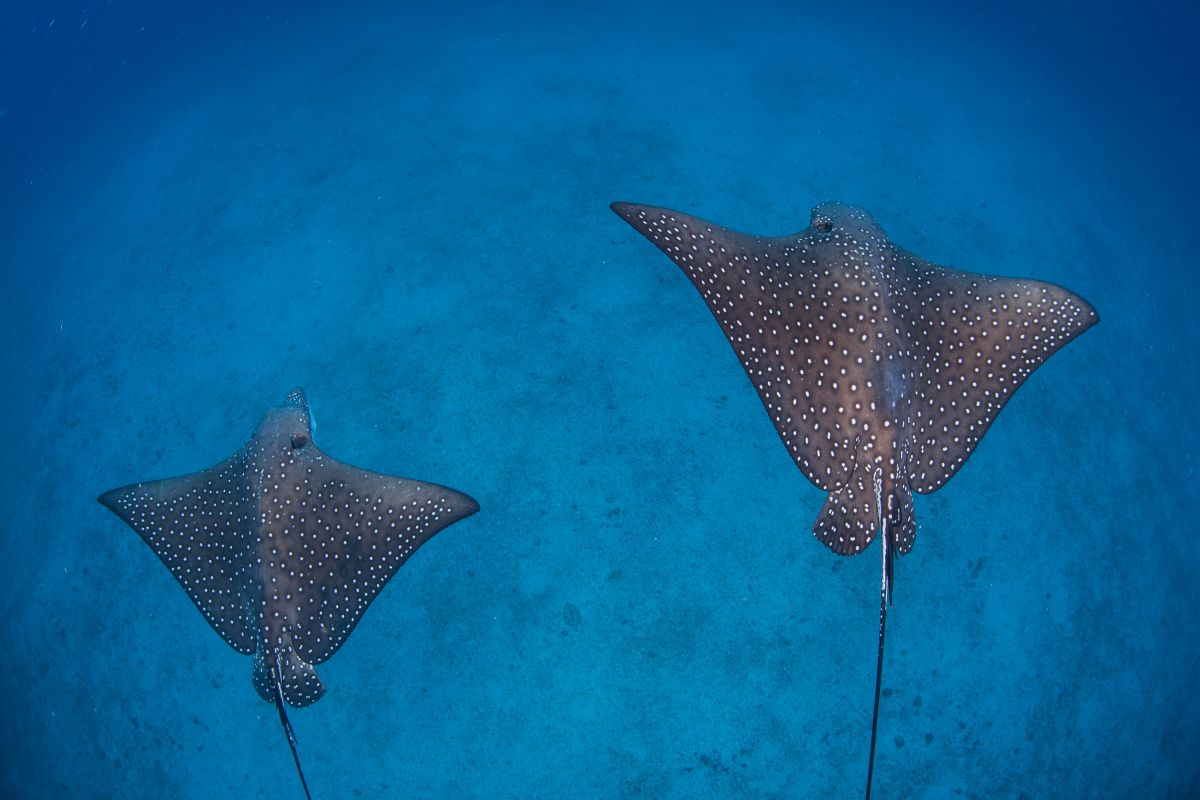 Pair of spotted eagle rays