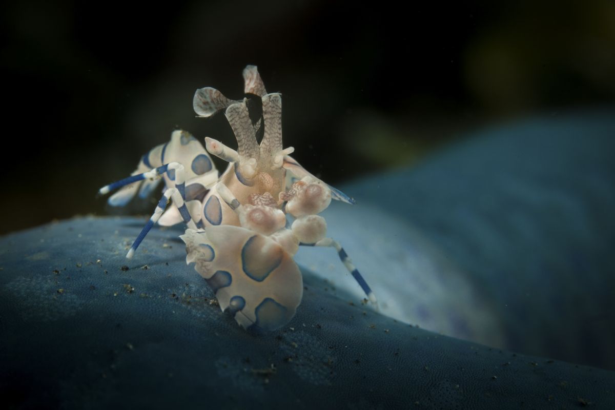 Harlequin shrimp in Lembeh