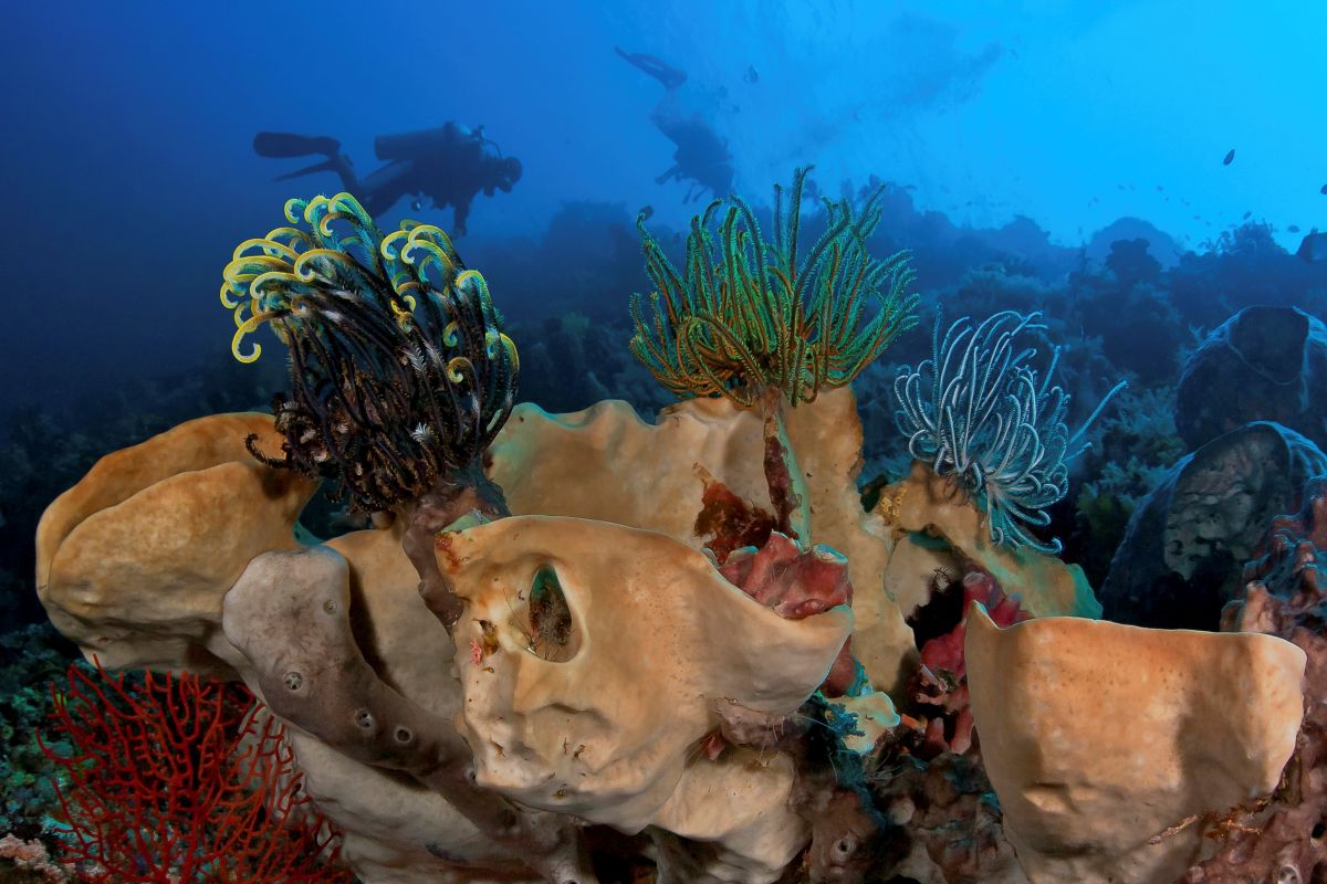 Colourful crinoids and barrel sponges in Bunaken National Marine Park, Indonesia