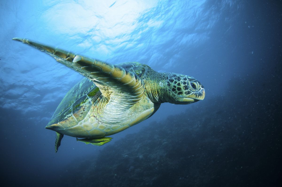 Turtle in Sulawesi, Indonesia