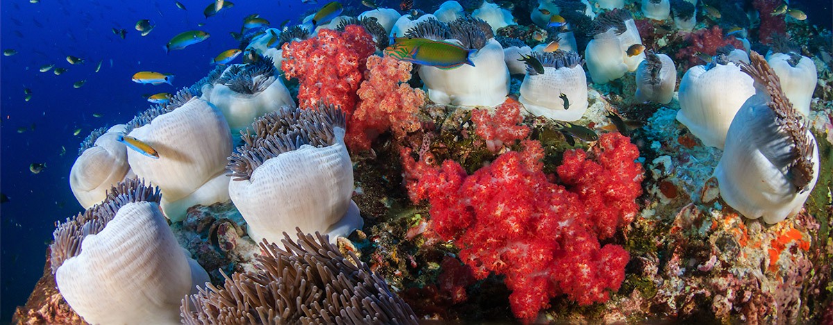 Coral reef and sea anemones in Thailand