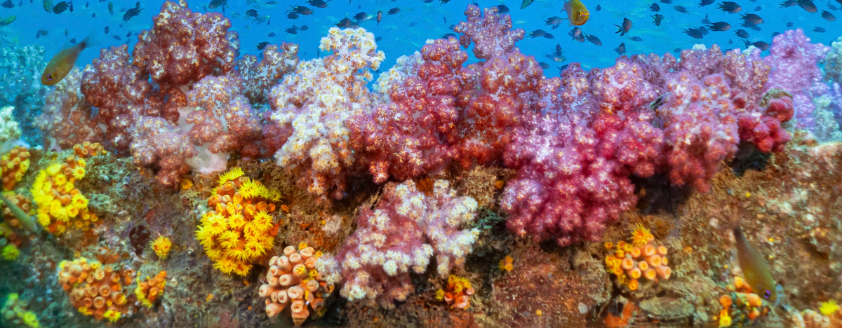 Coral reef on the King Cruiser wreck in Thailand