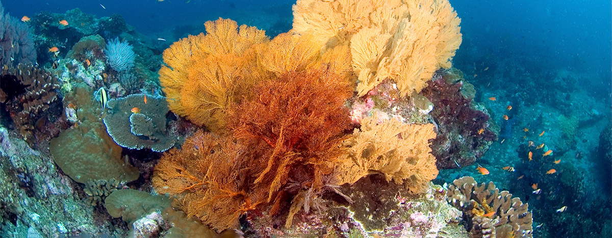 Sea fan in Thailand