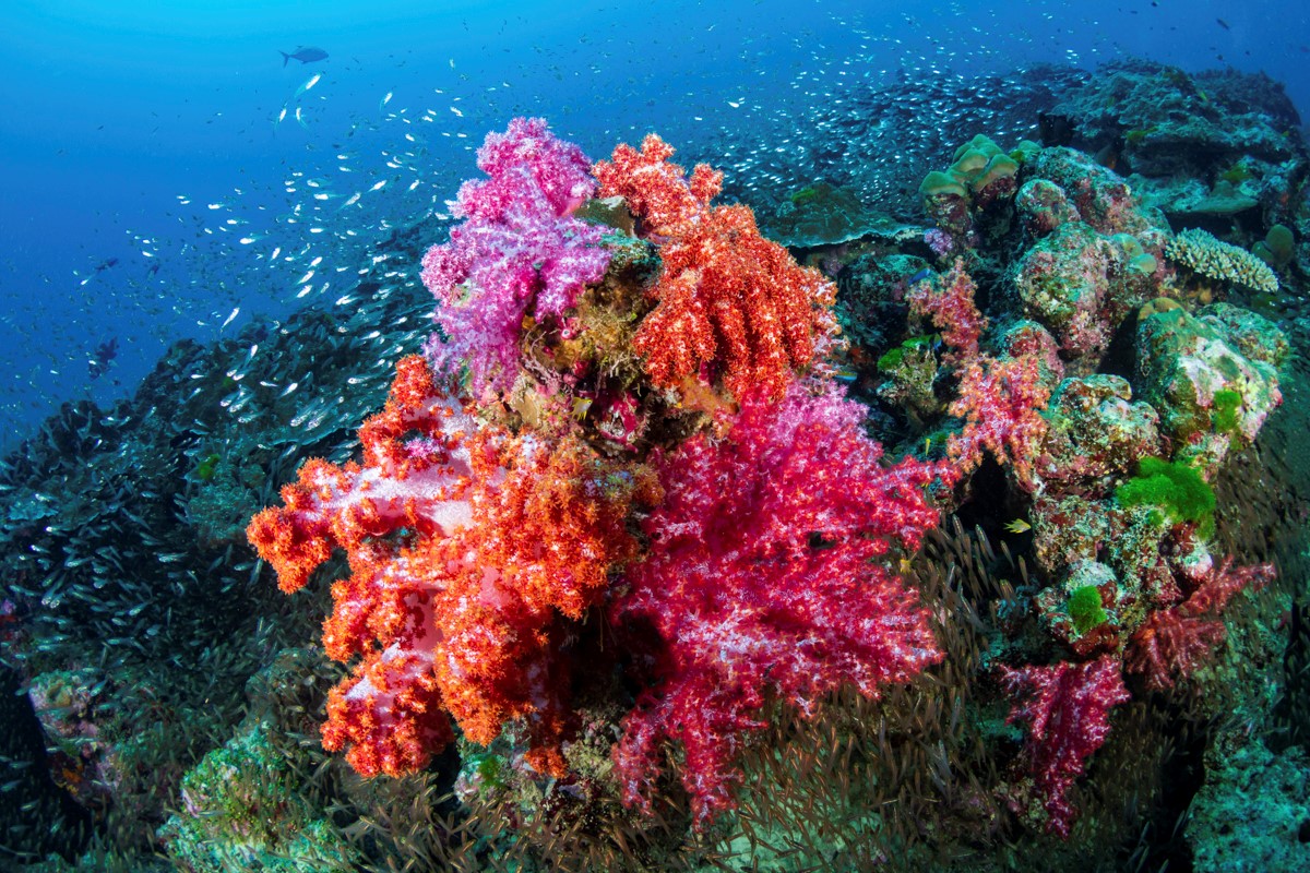 Coral reef in Similian Islands, Thailand