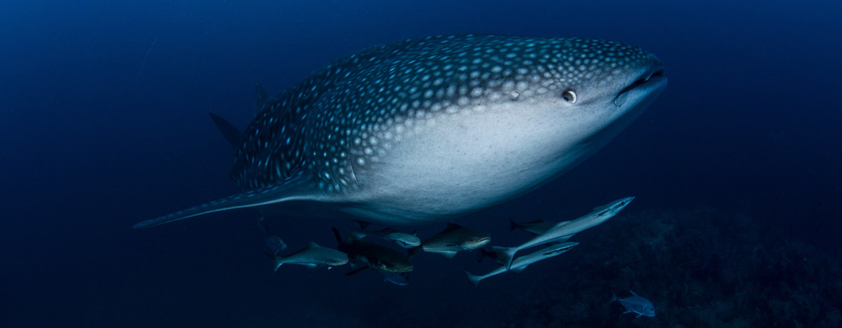 Whale shark in Thailand