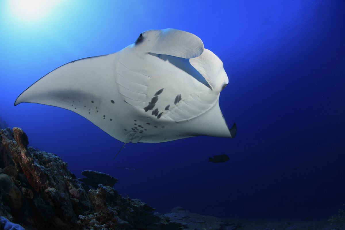 Manta ray in the Maldives