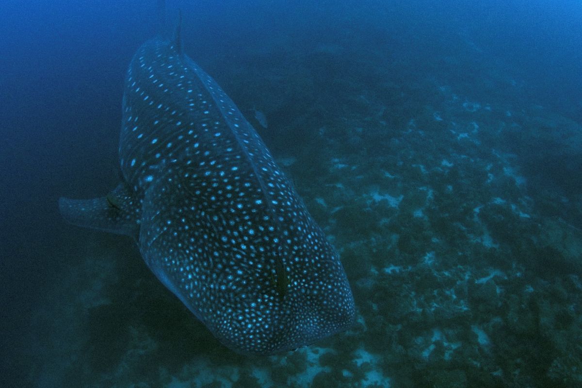 Whale shark in Galapagos. Image by Jonathan Green