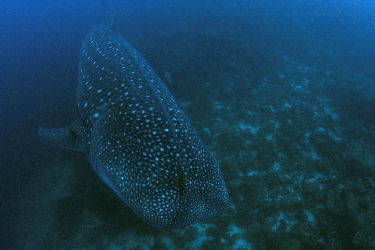 Whale shark in Galapagos. Image by Jonathan Green