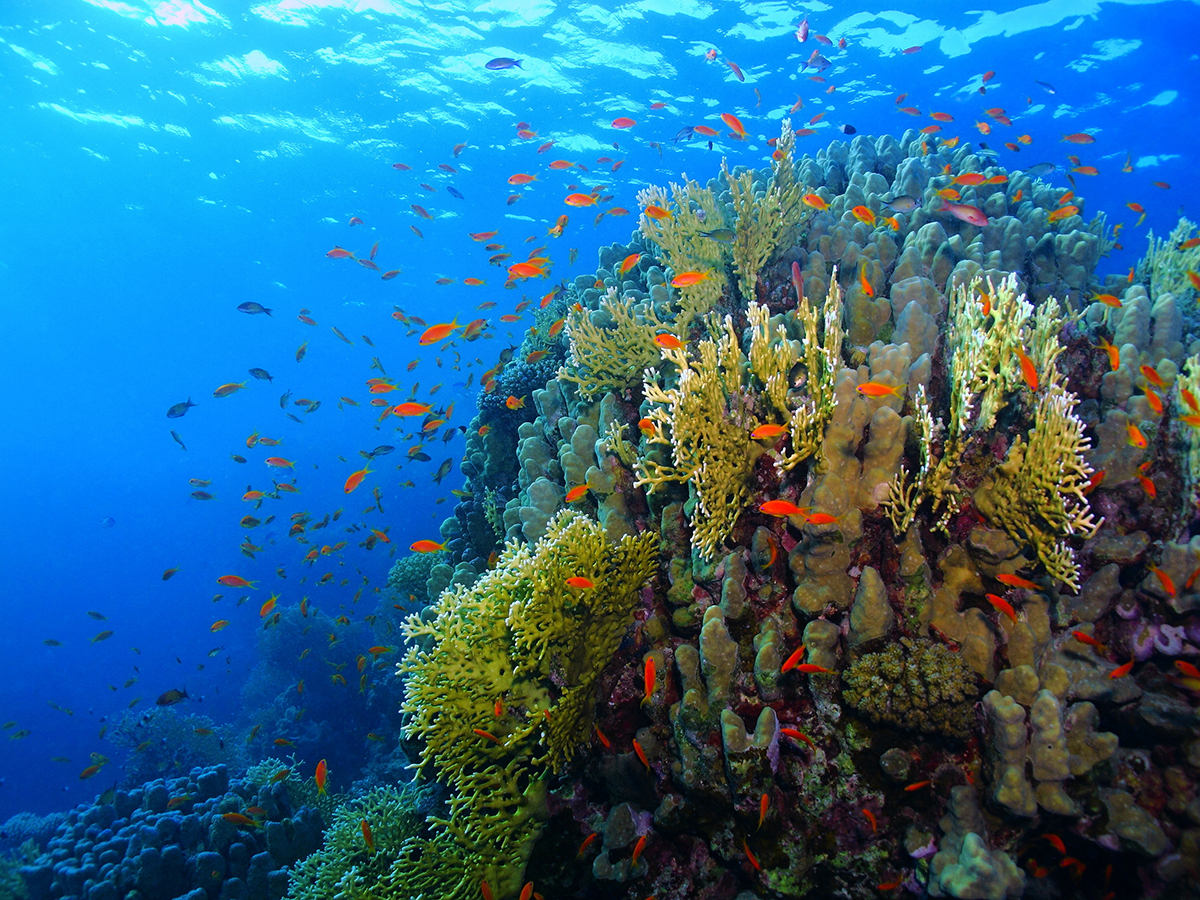 Coral reef in Egypt