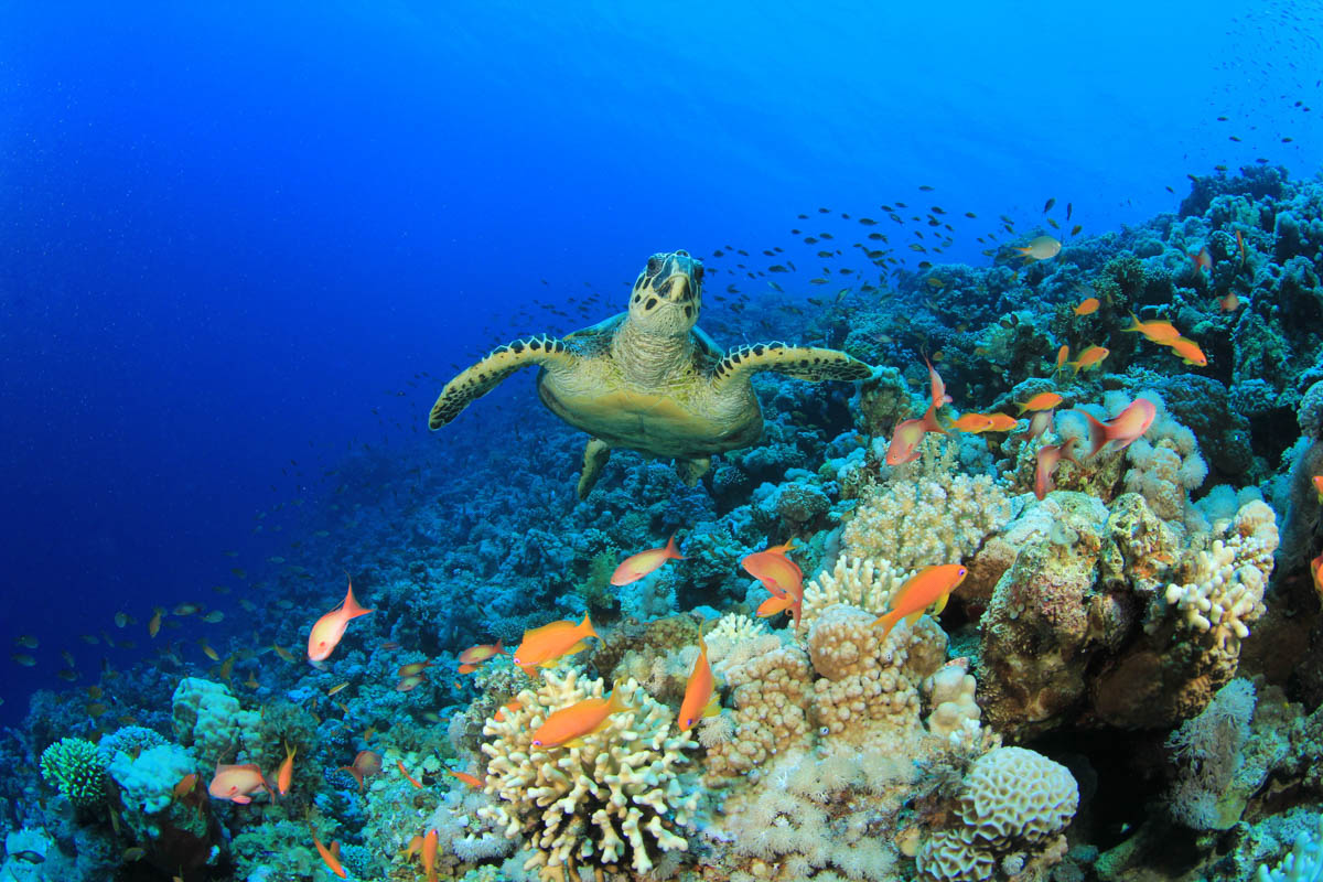 Hawksbill turtle & coral reef in Egypt