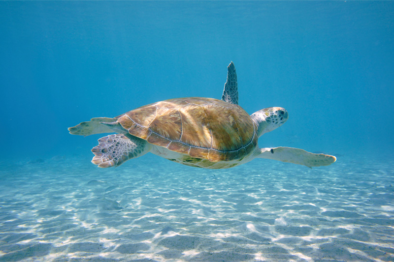 Turtle in Hurghada, Egypt