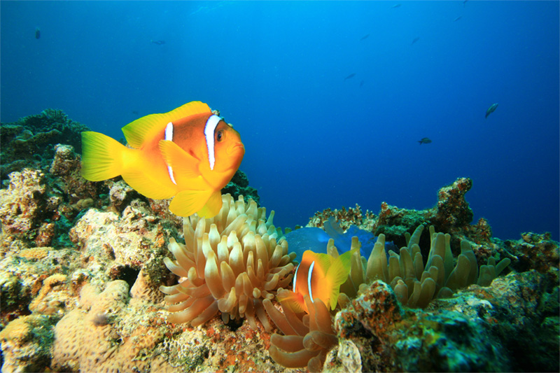 Coral reef & anemonefish in Sharm el Sheikh, the Red Sea, Egypt