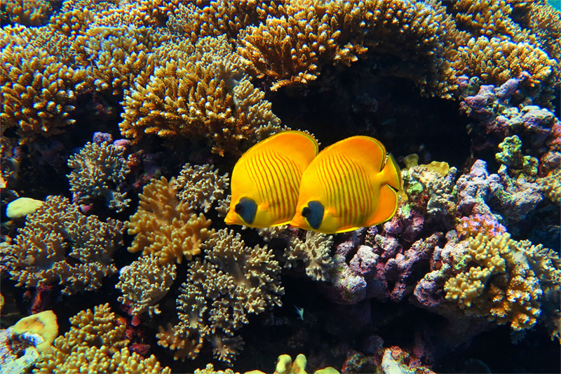 Yellow bannerfish in the Red Sea, Egypt