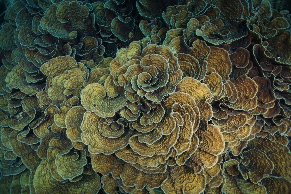 Lettuce coral in Abu Dabbab, Southern Red Sea
