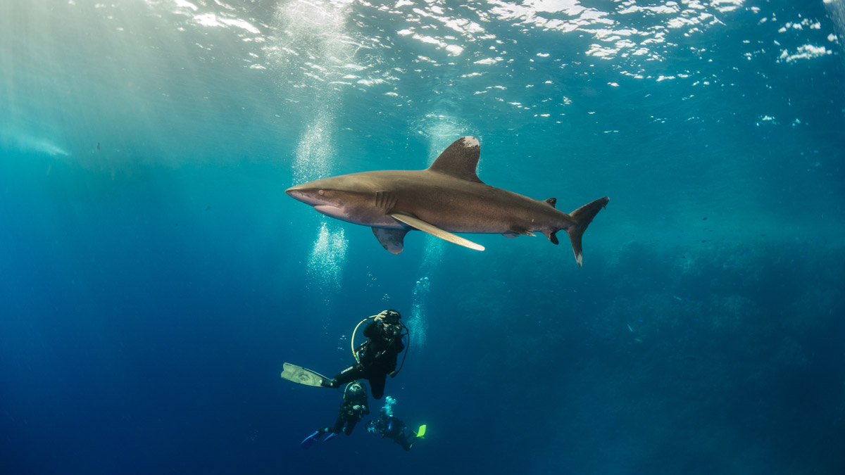 White-tip shark and diver in Brothers, Southern Red Sea
