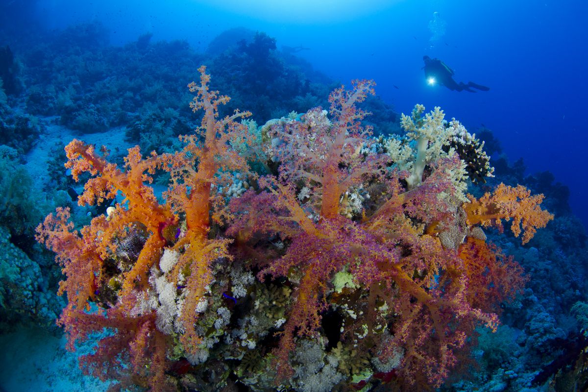 Coral reef and diver in Sharm el Sheikh, Egypt. Image by Simon Rogerson