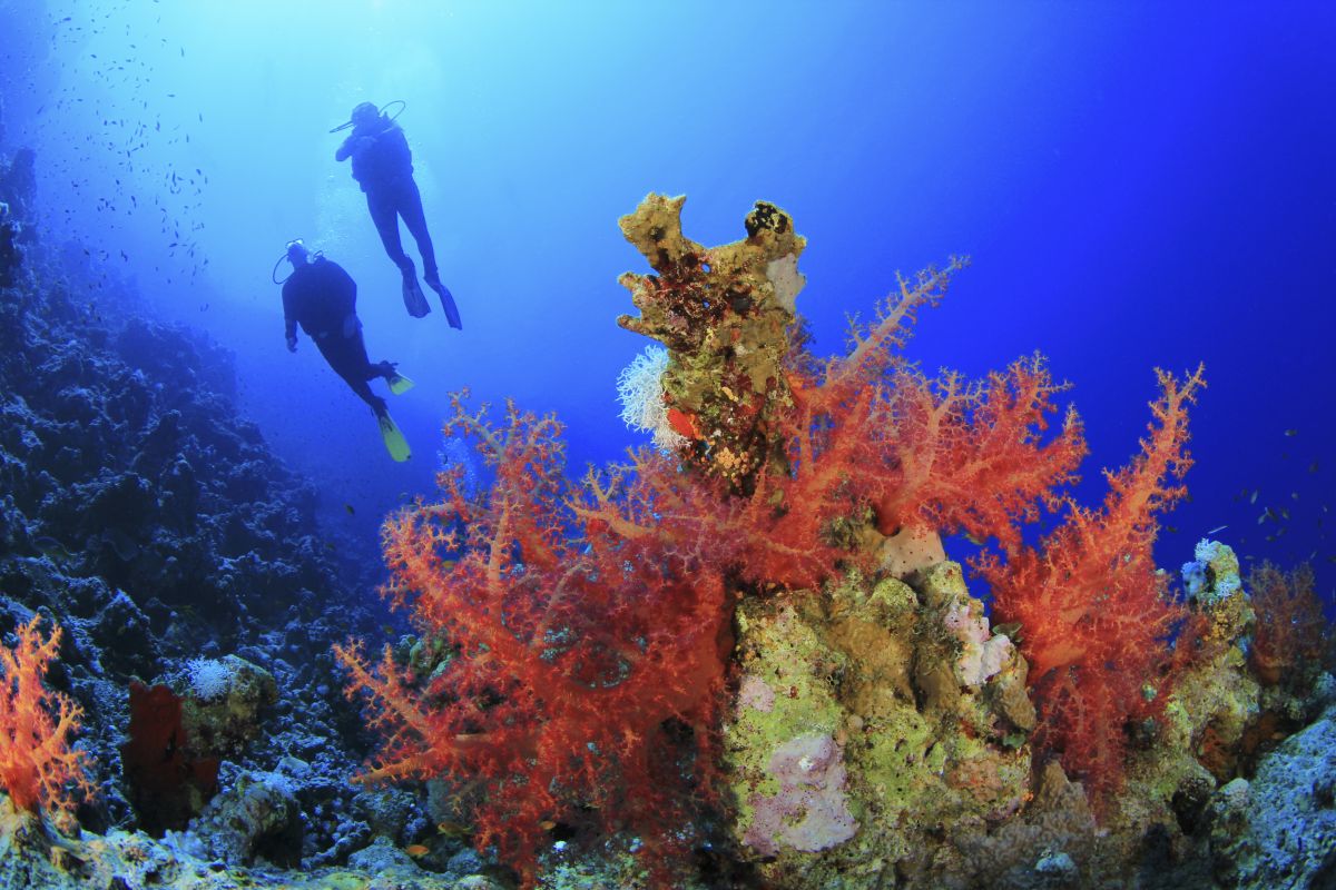 Coral reef and diver in Dahab, Egypt