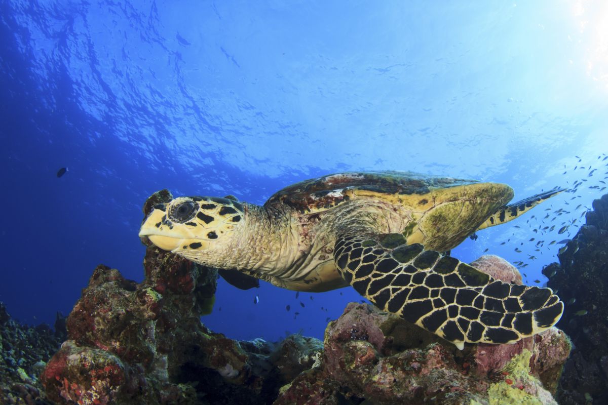 Hawksbill turtle in Dahab, Egypt