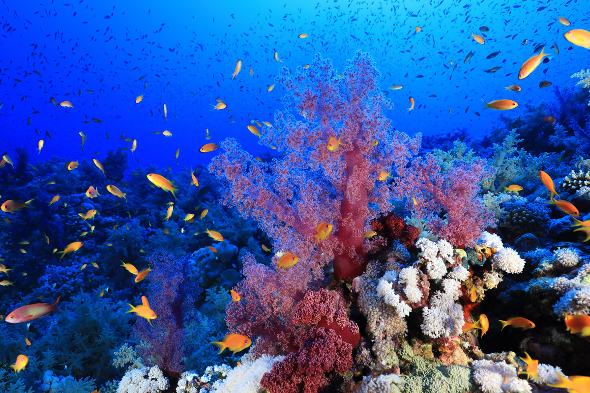 Coral reef and anthias in Elphinstone, Southern Red Sea