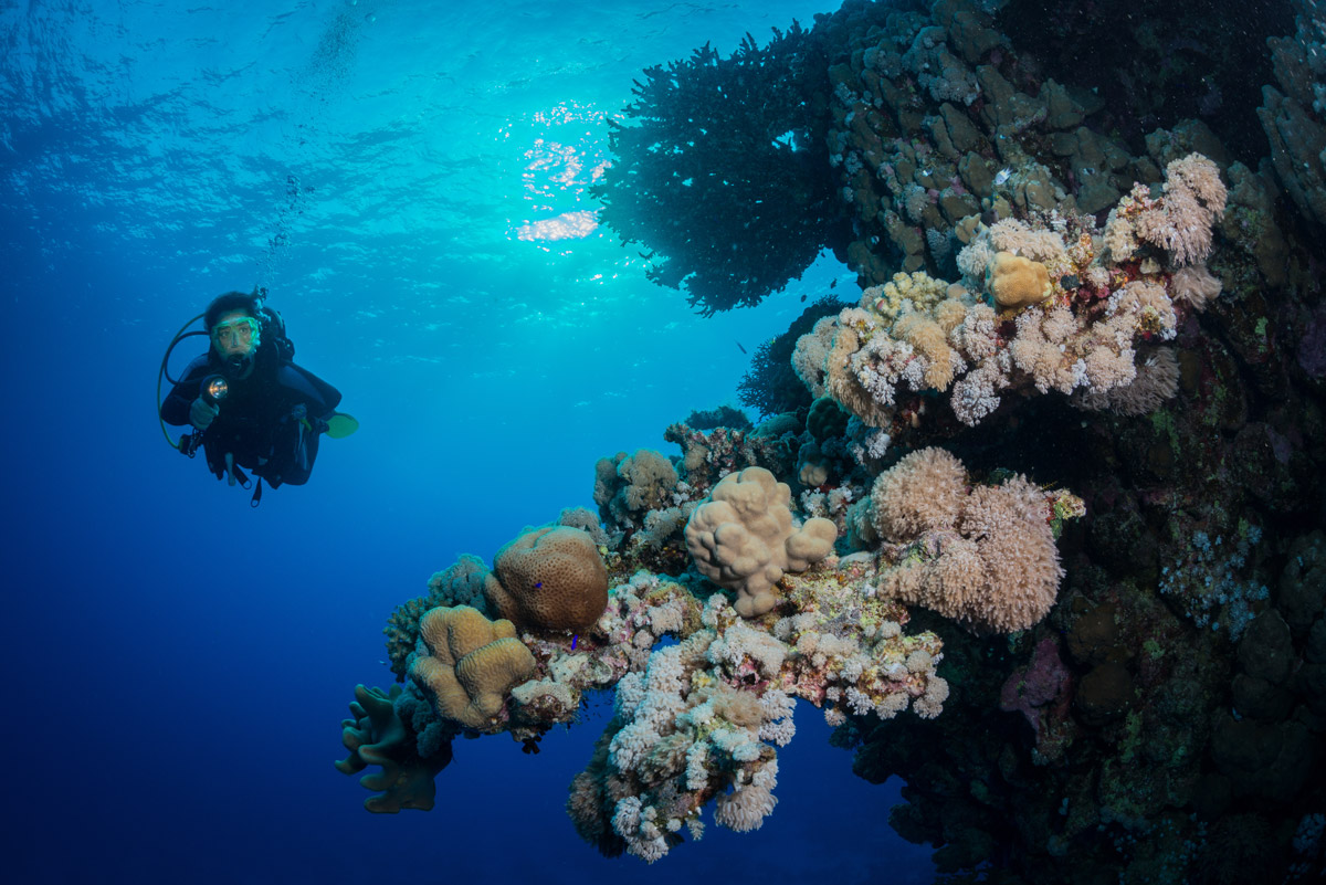 Diver and coral reef in Fury Shoals, Southern Red Sea