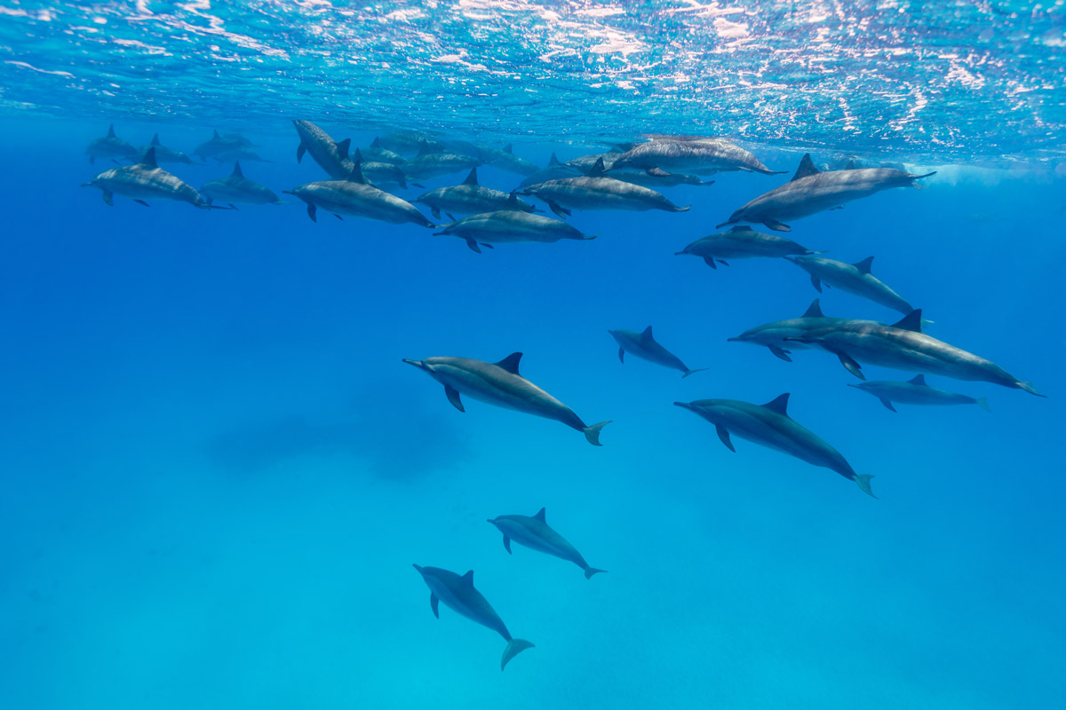 Spinner dolphin pod in Fury Shoals, Southern Red Sea