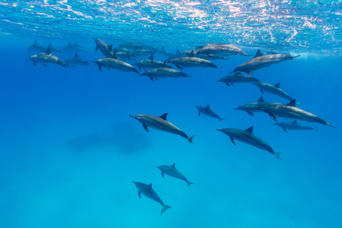 Spinner dolphin pod in Fury Shoals, Southern Red Sea