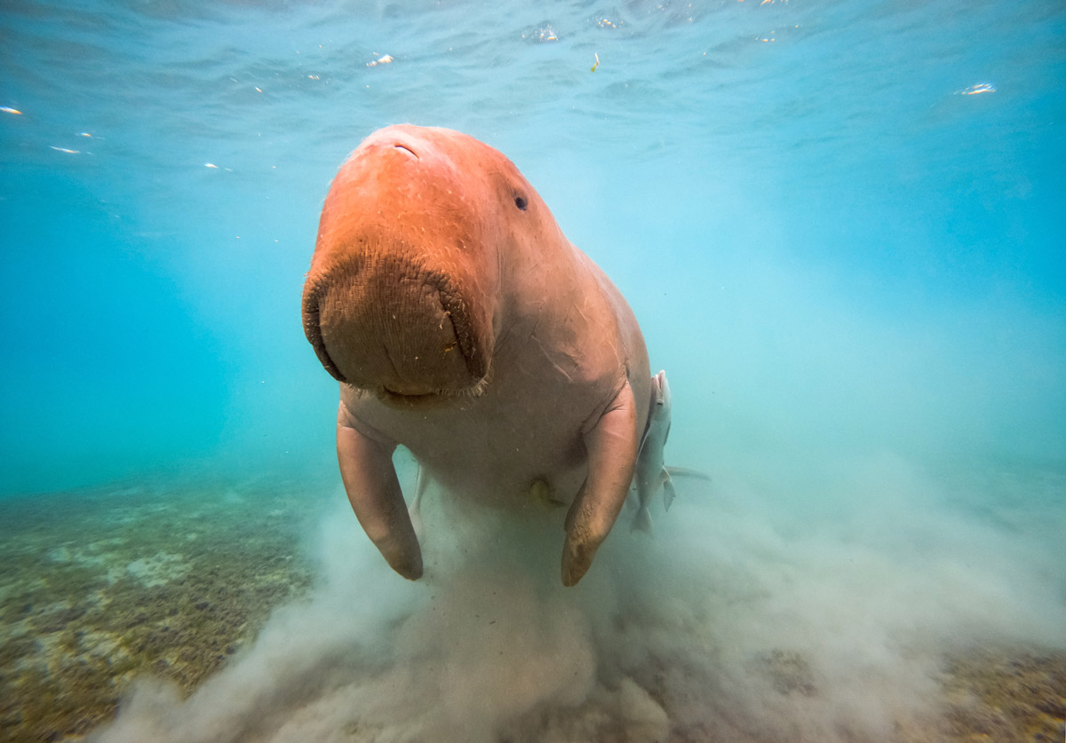 Dugong in Marsa Alam, Egypt