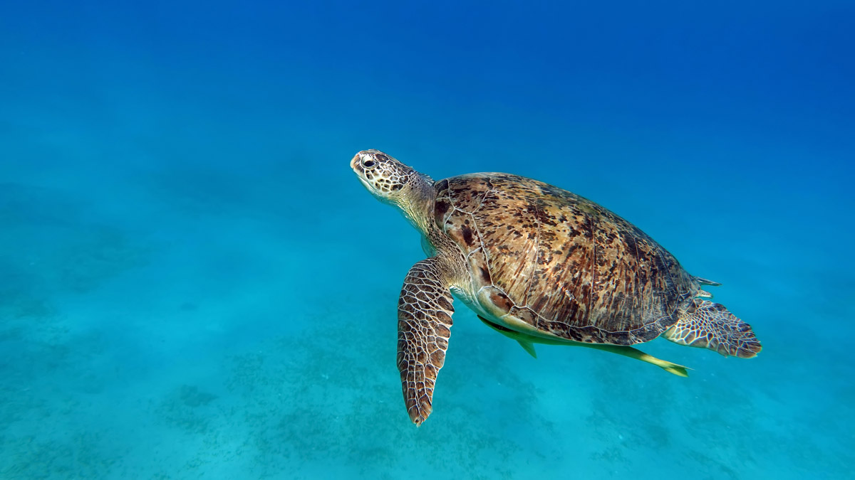 Green turtle in Marsa Alam, Egypt