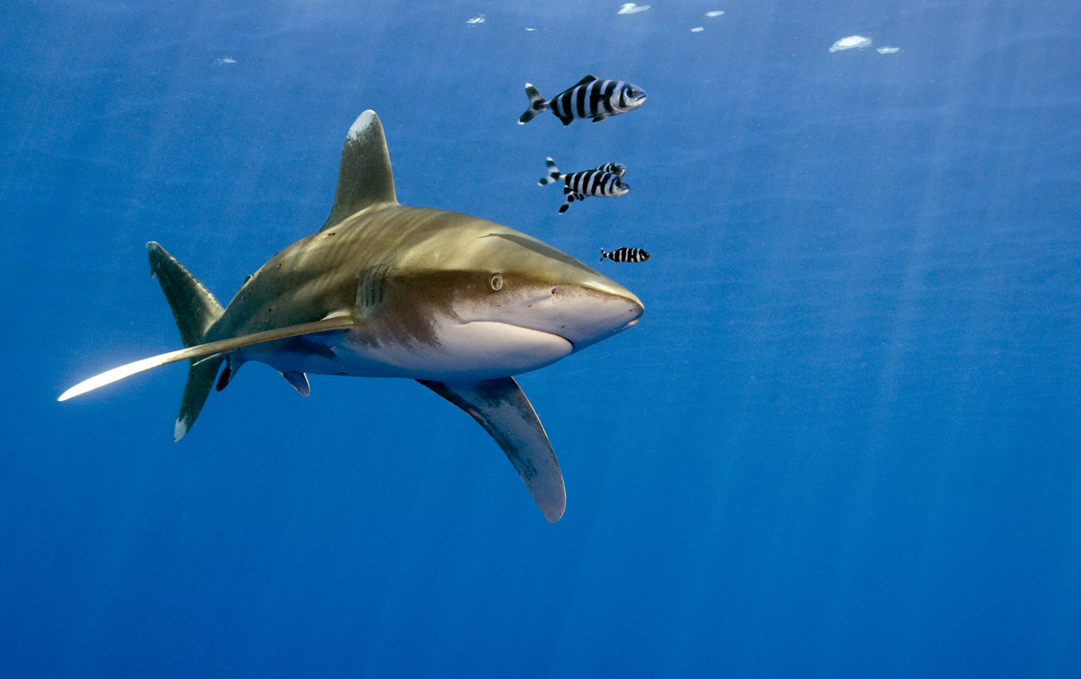 Oceanic white-tip shark in Egypt