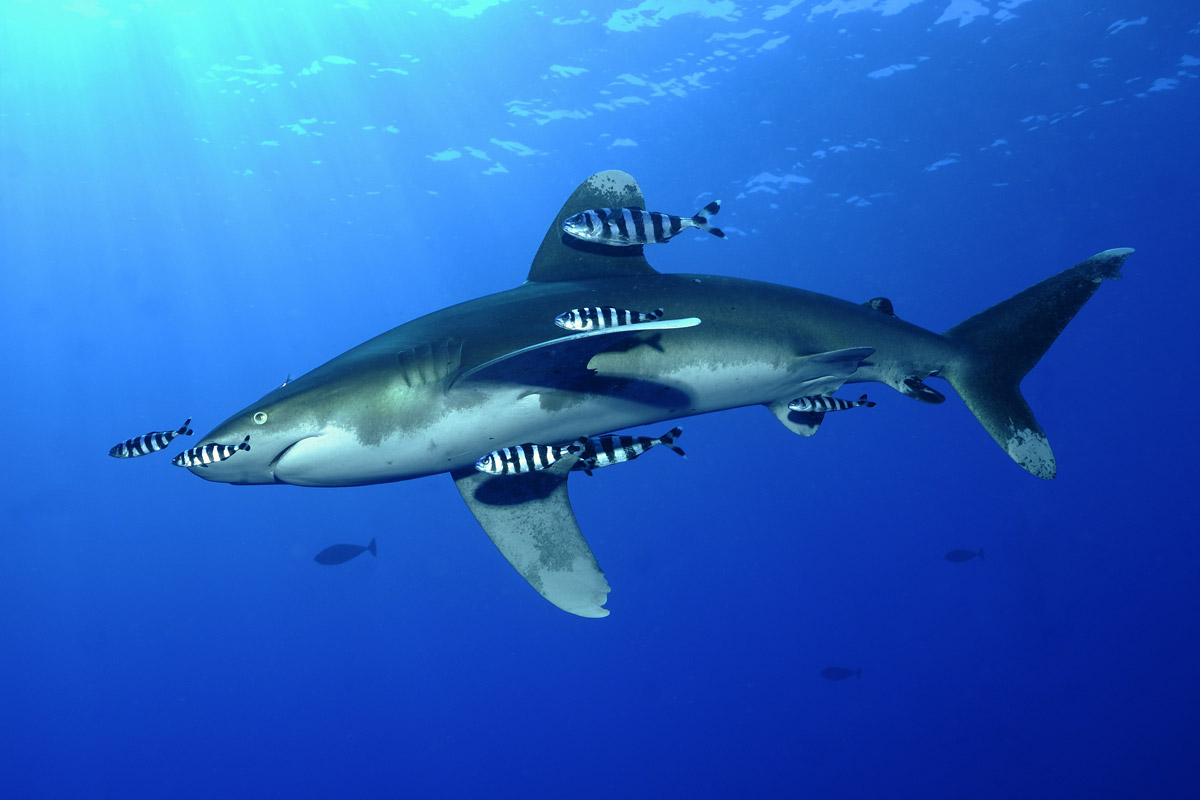 Oceanic white-tip shark in the Red Sea, Egypt